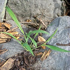 Lepturus repens