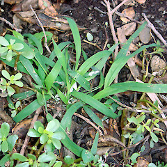 Dayrell Island, Keramdec Islands. May 2011.<br>Photographer: Peter J de Lange, Licence: <a target='_blank' href='https://creativecommons.org/licenses/by-nc/4.0'>CC BY-NC</a>. <a class='member-message' href='/nzpcn/why-join-nzpcn/' target='_blank'>Members can view a larger version of this image.</a>