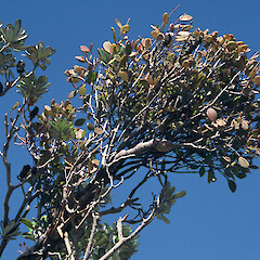 Coffs Harbour, Australia, 1999.<br>Photographer: Peter J de Lange, Licence: <a target='_blank' href='https://creativecommons.org/licenses/by-nc/4.0'>CC BY-NC</a>. <a class='member-message' href='/nzpcn/why-join-nzpcn/' target='_blank'>Members can view a larger version of this image.</a>