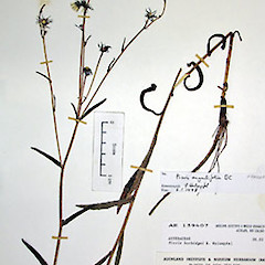 A flowering specimen, Herbarium specimen AK 159407.<br>Photographer: Peter J de Lange, Licence: <a target='_blank' href='https://creativecommons.org/licenses/by-nc/4.0'>CC BY-NC</a>.
