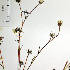 Showing the inflorescences, Herbarium specimen AK 159407.<br>Photographer: Peter J de Lange, Licence: <a target='_blank' href='https://creativecommons.org/licenses/by-nc/4.0'>CC BY-NC</a>.