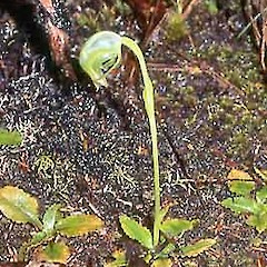 Pterostylis nutans plant in flower, near Waihaha, Hauhangaroa Range.<br>Photographer: Ian St George, Licence: All rights reserved.