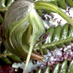Close up of Pterostylis nutans flower, north of Tauranga.<br>Photographer: Bruce Irwin, Date taken: 26/06/2003, Licence: All rights reserved.