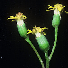 Senecio australis close up of capitula, Ex Cult, 2000, Motukino (Fanal) Island, Mokohinau Islands.<br>Photographer: John E. Braggins, Licence: All rights reserved.
