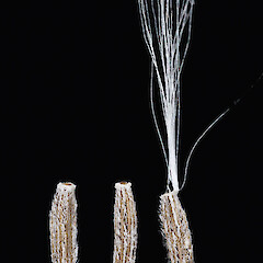 Achenes. In cultivation.<br>Photographer: Jeremy R. Rolfe, Date taken: 10/08/2007, Licence: <a target='_blank' href='https://creativecommons.org/licenses/by/4.0'>CC BY</a>. <a class='member-message' href='/nzpcn/why-join-nzpcn/' target='_blank'>Members can view a larger version of this image.</a>