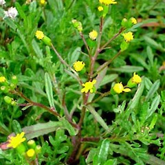 Senecio australis plant in flower, Ex Cult. (Fanal Island), 9 Sep 2006, Oratia Native Plant Nurseries.<br>Photographer: Peter J de Lange, Licence: <a target='_blank' href='https://creativecommons.org/licenses/by-nc/4.0'>CC BY-NC</a>.
