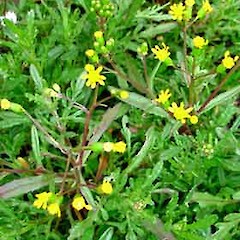 Flowering plant, Ex Cult. (Fanal Island), 9 Sep 2006, Oratia Native Plant Nurseries.<br>Photographer: Peter J de Lange, Licence: <a target='_blank' href='https://creativecommons.org/licenses/by-nc/4.0'>CC BY-NC</a>.
