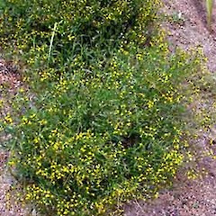 Senecio australis showing growth habit, ex cult., Fanal (Motukino) island stock.<br>Photographer: Peter J de Lange, Date taken: 23/12/2006, Licence: <a target='_blank' href='https://creativecommons.org/licenses/by-nc/4.0'>CC BY-NC</a>.