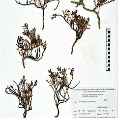 Wilsonia backhousei