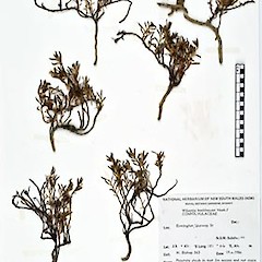 NSW Nat. Herbarium no. NSW 469368. Coll: W. Bishop 563.<br>Photographer: Royal Botanic Gardens & Domain Trust, Sydney, Australia, Licence: All rights reserved.