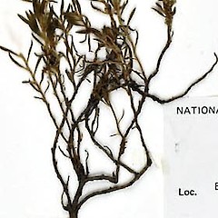 Detail from NSW Nat. Herbarium no. NSW 469368. Coll: W. Bishop 563.<br>Photographer: Royal Botanic Gardens & Domain Trust, Sydney, Australia, Licence: All rights reserved.
