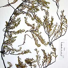 Herbarium specimen AK 224608.<br>Photographer: Peter J de Lange, Licence: <a target='_blank' href='https://creativecommons.org/licenses/by-nc/4.0'>CC BY-NC</a>.