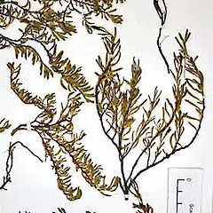 Herbarium specimen AK 224608 detail.<br>Photographer: Peter J de Lange, Licence: <a target='_blank' href='https://creativecommons.org/licenses/by-nc/4.0'>CC BY-NC</a>.