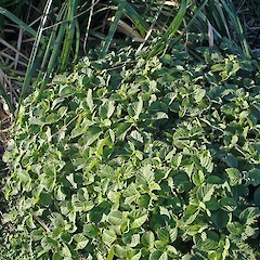 In diebck zone, Macauley Island, Kermadec Islands. May 2011.<br>Photographer: Peter J de Lange, Licence: <a target='_blank' href='https://creativecommons.org/licenses/by-nc/4.0'>CC BY-NC</a>. <a class='member-message' href='/nzpcn/why-join-nzpcn/' target='_blank'>Members can view a larger version of this image.</a>