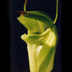 Diplodium alveatum.<br>Photographer: Ian St George, Licence: All rights reserved.