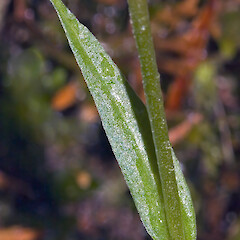 Cauline leaf. Stokes Valley, Lower Hutt.<br>Photographer: Jeremy R. Rolfe, Date taken: 04/03/2006, Licence: <a target='_blank' href='https://creativecommons.org/licenses/by/4.0'>CC BY</a>. <a class='member-message' href='/nzpcn/why-join-nzpcn/' target='_blank'>Members can view a larger version of this image.</a>