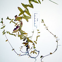 Herbarium specimen AK 129259.<br>Photographer: Peter J de Lange, Licence: <a target='_blank' href='https://creativecommons.org/licenses/by-nc/4.0'>CC BY-NC</a>.