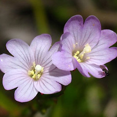 A close up of Epilobium gunnianum flowers and pollinator.<br>Photographer: C. Totterdell, Licence: All rights reserved.