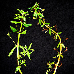 Gratiola pedunculata.<br>Photographer: Peter J de Lange, Licence: <a target='_blank' href='https://creativecommons.org/licenses/by-nc/4.0'>CC BY-NC</a>. <a class='member-message' href='/nzpcn/why-join-nzpcn/' target='_blank'>Members can view a larger version of this image.</a>