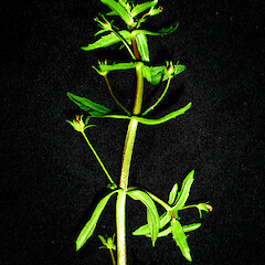Gratiola pedunculata.<br>Photographer: Peter J de Lange, Licence: <a target='_blank' href='https://creativecommons.org/licenses/by-nc/4.0'>CC BY-NC</a>. <a class='member-message' href='/nzpcn/why-join-nzpcn/' target='_blank'>Members can view a larger version of this image.</a>