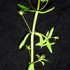 Gratiola pedunculata.<br>Photographer: Peter J de Lange, Licence: <a target='_blank' href='https://creativecommons.org/licenses/by-nc/4.0'>CC BY-NC</a>. <a class='member-message' href='/nzpcn/why-join-nzpcn/' target='_blank'>Members can view a larger version of this image.</a>