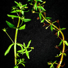 Gratiola pedunculata.<br>Photographer: Peter J de Lange, Licence: <a target='_blank' href='https://creativecommons.org/licenses/by-nc/4.0'>CC BY-NC</a>. <a class='member-message' href='/nzpcn/why-join-nzpcn/' target='_blank'>Members can view a larger version of this image.</a>