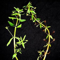 Gratiola pedunculata.<br>Photographer: Peter J de Lange, Licence: <a target='_blank' href='https://creativecommons.org/licenses/by-nc/4.0'>CC BY-NC</a>.