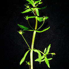 Gratiola pedunculata.<br>Photographer: Peter J de Lange, Licence: <a target='_blank' href='https://creativecommons.org/licenses/by-nc/4.0'>CC BY-NC</a>.