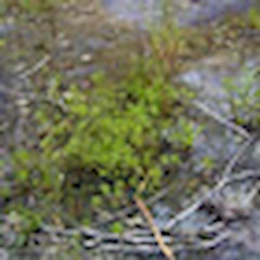 Gratiola pedunculata.<br>Photographer: Peter J de Lange, Licence: <a target='_blank' href='https://creativecommons.org/licenses/by-nc/4.0'>CC BY-NC</a>.