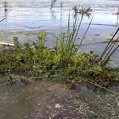 Gratiola pedunculata.<br>Photographer: Peter J de Lange, Licence: <a target='_blank' href='https://creativecommons.org/licenses/by-nc/4.0'>CC BY-NC</a>.