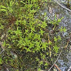 Gratiola pedunculata.<br>Photographer: Peter J de Lange, Licence: <a target='_blank' href='https://creativecommons.org/licenses/by-nc/4.0'>CC BY-NC</a>.