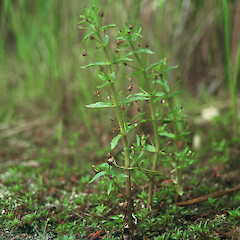Lake Waiporohita, Karikari Peninsula.<br>Photographer: Peter J de Lange, Licence: <a target='_blank' href='https://creativecommons.org/licenses/by-nc/4.0'>CC BY-NC</a>. <a class='member-message' href='/nzpcn/why-join-nzpcn/' target='_blank'>Members can view a larger version of this image.</a>