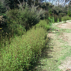 Lake Waiporohita, Karikari Peninsula.<br>Photographer: Peter J de Lange, Licence: <a target='_blank' href='https://creativecommons.org/licenses/by-nc/4.0'>CC BY-NC</a>. <a class='member-message' href='/nzpcn/why-join-nzpcn/' target='_blank'>Members can view a larger version of this image.</a>