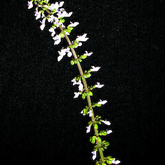 Plectranthus parviflorus.<br>Photographer: Peter J de Lange, Licence: <a target='_blank' href='https://creativecommons.org/licenses/by-nc/4.0'>CC BY-NC</a>. <a class='member-message' href='/nzpcn/why-join-nzpcn/' target='_blank'>Members can view a larger version of this image.</a>