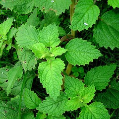 Plectranthus parviflorus.<br>Photographer: Peter J de Lange, Licence: <a target='_blank' href='https://creativecommons.org/licenses/by-nc/4.0'>CC BY-NC</a>. <a class='member-message' href='/nzpcn/why-join-nzpcn/' target='_blank'>Members can view a larger version of this image.</a>