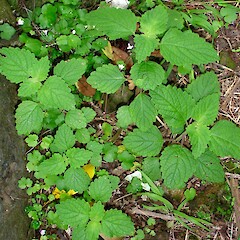 Plectranthus parviflorus.<br>Photographer: Peter J de Lange, Licence: <a target='_blank' href='https://creativecommons.org/licenses/by-nc/4.0'>CC BY-NC</a>. <a class='member-message' href='/nzpcn/why-join-nzpcn/' target='_blank'>Members can view a larger version of this image.</a>
