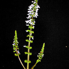 Plectranthus parviflorus.<br>Photographer: Peter J de Lange, Licence: <a target='_blank' href='https://creativecommons.org/licenses/by-nc/4.0'>CC BY-NC</a>. <a class='member-message' href='/nzpcn/why-join-nzpcn/' target='_blank'>Members can view a larger version of this image.</a>