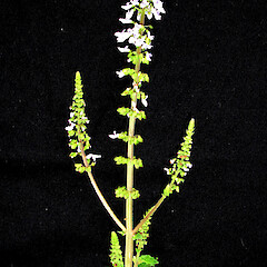Plectranthus parviflorus.<br>Photographer: Peter J de Lange, Licence: <a target='_blank' href='https://creativecommons.org/licenses/by-nc/4.0'>CC BY-NC</a>. <a class='member-message' href='/nzpcn/why-join-nzpcn/' target='_blank'>Members can view a larger version of this image.</a>