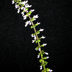 Plectranthus parviflorus.<br>Photographer: Peter J de Lange, Licence: <a target='_blank' href='https://creativecommons.org/licenses/by-nc/4.0'>CC BY-NC</a>. <a class='member-message' href='/nzpcn/why-join-nzpcn/' target='_blank'>Members can view a larger version of this image.</a>