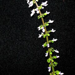 Plectranthus parviflorus.<br>Photographer: Peter J de Lange, Licence: <a target='_blank' href='https://creativecommons.org/licenses/by-nc/4.0'>CC BY-NC</a>. <a class='member-message' href='/nzpcn/why-join-nzpcn/' target='_blank'>Members can view a larger version of this image.</a>