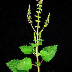 Plectranthus parviflorus.<br>Photographer: Peter J de Lange, Licence: <a target='_blank' href='https://creativecommons.org/licenses/by-nc/4.0'>CC BY-NC</a>. <a class='member-message' href='/nzpcn/why-join-nzpcn/' target='_blank'>Members can view a larger version of this image.</a>