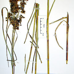 Scirpus polystachyus