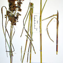 Herbarium specimen AK 282672.<br>Photographer: Peter J de Lange, Licence: <a target='_blank' href='https://creativecommons.org/licenses/by-nc/4.0'>CC BY-NC</a>.