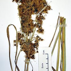 Herbarium specimen AK 282672, detail.<br>Photographer: Peter J de Lange, Licence: <a target='_blank' href='https://creativecommons.org/licenses/by-nc/4.0'>CC BY-NC</a>.