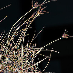 Carex allanii