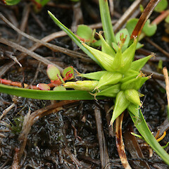 Carex carsei