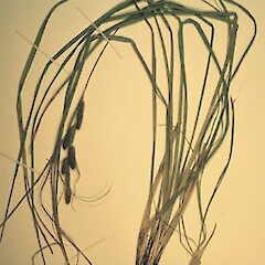 Carex raoulii