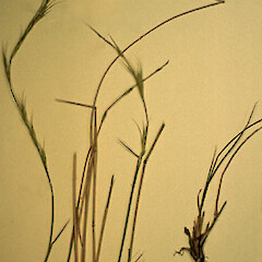 Connorochloa tenuis