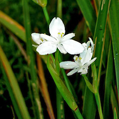 Cultivated. Sep 2006.<br>Photographer: Peter J de Lange, Licence: <a target='_blank' href='https://creativecommons.org/licenses/by-nc/4.0'>CC BY-NC</a>.