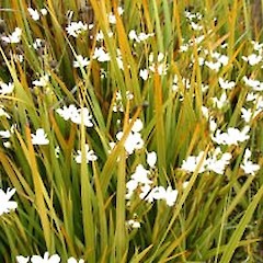 Cultivated (October).<br>Photographer: John Smith-Dodsworth, Licence: <a target='_blank' href='https://creativecommons.org/licenses/by-nc/4.0'>CC BY-NC</a>.